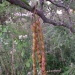 Prosopis nigra fruit picture by Giuseppetti Fernando (cc-by-sa)