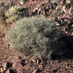 Ephedra funerea habit picture by Daniel Barthelemy (cc-by-nc)