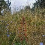 Lobelia tupa flower picture by Aileen Sepúlveda (cc-by-sa)