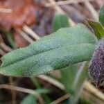 Pulmonaria montana leaf picture by Yoan MARTIN (cc-by-sa)