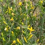 Chrysojasminum fruticans habit picture by Martine CHOCHOI (cc-by-sa)