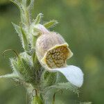 Digitalis lanata flower picture by Stefan Kamps (cc-by-sa)