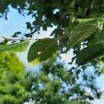 Fagus sylvatica habit picture by Donald Duck (cc-by-sa)