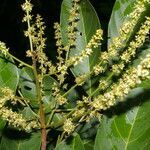 Nephelium lappaceum habit picture by Nelson Zamora Villalobos (cc-by-nc)