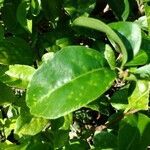 Bougainvillea glabra leaf picture by pedrogc -- (cc-by-sa)