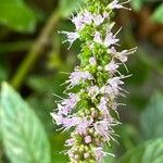 Mentha spicata flower picture by Gilles Istin (cc-by-sa)