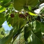 Thespesia populnea fruit picture by jim seychelles (cc-by-sa)