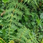 Pteridium caudatum habit picture by Trap Hers (cc-by-sa)