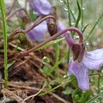 Viola thomasiana flower picture by Yoan MARTIN (cc-by-sa)