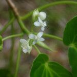 Begonia salaziensis flower picture by E. Mouysset (cc-by-sa)