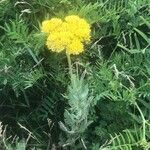 Achillea filipendulina flower picture by mei laforet (cc-by-sa)