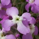 Matthiola tricuspidata flower picture by Zugna Fulvio (cc-by-sa)