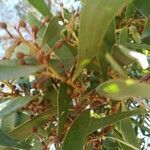 Acacia longifolia fruit picture by Aquiles (cc-by-sa)