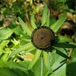 Rudbeckia occidentalis flower picture by Ethan Greer (cc-by-sa)