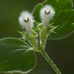 Acanthoprasium frutescens flower picture by Guillaume Labeyrie (cc-by-sa)