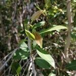 Syzygium guineense leaf picture by Abinala Shonga (cc-by-sa)