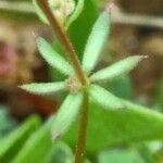 Galium parisiense leaf picture by bas yves (cc-by-sa)