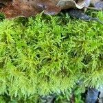 Selaginella kraussiana flower picture by Antonio Romio (cc-by-sa)