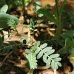 Tribulus terrestris leaf picture by Abrignani Nico (cc-by-sa)