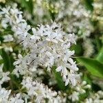 Ligustrum sinense flower picture by Marco Mai (cc-by-sa)