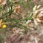 Genista tridentata leaf picture by Fani Ibarra (cc-by-sa)