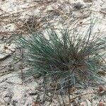 Festuca glauca habit picture by Adrien Talvy (cc-by-sa)