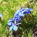 Gentiana brachyphylla habit picture by Philippe Compin (cc-by-sa)