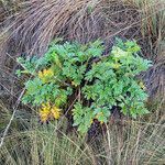 Myrrhidendron glaucescens habit picture by Fabien Anthelme (cc-by-sa)