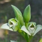 Chloraea membranacea flower picture by Trap Hers (cc-by-sa)