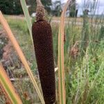 Typha shuttleworthii fruit picture by har arthur (cc-by-sa)