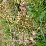 Rumex thyrsoides habit picture by macchia1 (cc-by-sa)