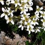 Saxifraga geranioides habit picture by François Mathieu (cc-by-sa)