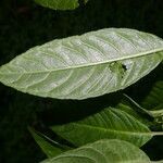 Burmeistera vulgaris leaf picture by Nelson Zamora Villalobos (cc-by-nc)