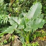 Alocasia macrorrhizos habit picture by Hromada Martin (cc-by-sa)