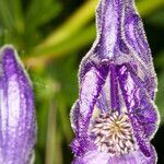 Aconitum burnatii flower picture by Martin Bishop (cc-by-sa)