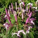 Cleome houtteana flower picture by Catalin Gruia (cc-by-sa)