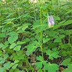 Aquilegia alpina habit picture by Jean-Marie Frenoux (cc-by-sa)