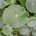 Hydrocotyle verticillata leaf picture by ribeiro robert (cc-by-sa)