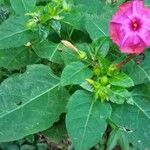 Mirabilis jalapa habit picture by Shehadi Ramiz (cc-by-sa)