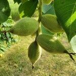 Juglans cinerea fruit picture by Michel G (cc-by-sa)