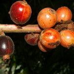 Renealmia alpinia fruit picture by Nelson Zamora Villalobos (cc-by-nc)