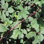 Rubus divaricatus habit picture by Sabina Hartmann (cc-by-sa)