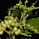 Tournefortia bicolor fruit picture by Nelson Zamora Villalobos (cc-by-nc)