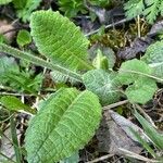 Primula elatior leaf picture by Jacques Zuber (cc-by-sa)