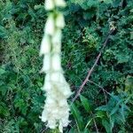 Digitalis lutea flower picture by Véronique (cc-by-sa)