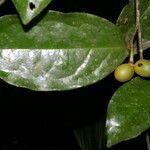 Desmopsis schippii fruit picture by Nelson Zamora Villalobos (cc-by-nc)