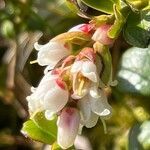 Vaccinium vitis-idaea flower picture by Terje Norli (cc-by-sa)