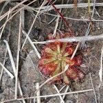 Drosera spatulata leaf picture by Nakita Cally (cc-by-sa)