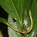 Besleria notabilis leaf picture by Nelson Zamora Villalobos (cc-by-nc)