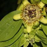 Passiflora lancearia flower picture by Nelson Zamora Villalobos (cc-by-nc)